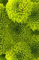 green Chrysanthemum