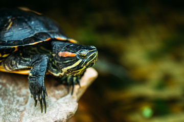 Obraz premium Small Red-ear Turtle, Pond Terrapin