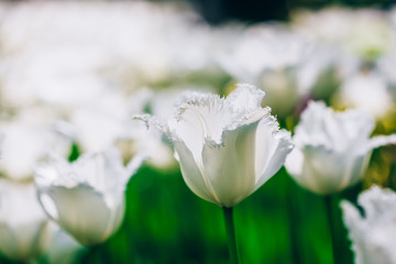 White Flowers Tulip In Spring Garden