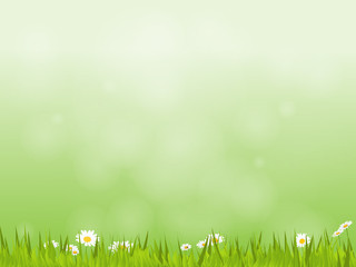 Natural green background with daisies