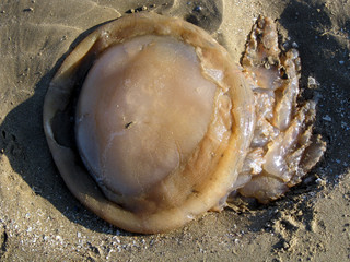 Barrel Jellyfish 2