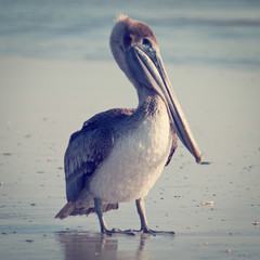 Pelican