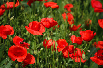 Fototapeta premium czerwone maki