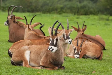 Fotobehang sable antelope 9610 © rob francis