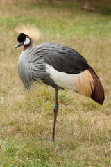 Crowned crane standing on one leg 9211