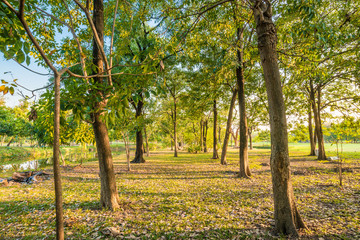 Fototapeta premium Beautiful tree and meadow in the park