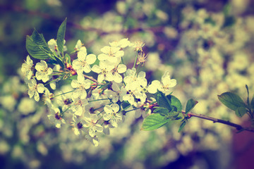 beautiful blooming branch of bird cherry on a sunny spring day