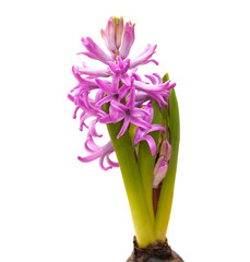 bright magenta hyacinth