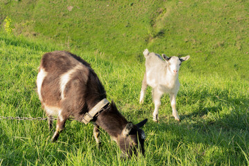 goat with the kid in the meadow