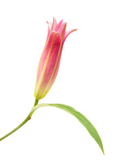 pink lily opening  bud