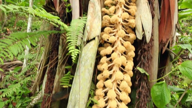 Male flower of the Tagua Palm (Phytelephas aequatorialis)