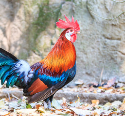 Bantam
