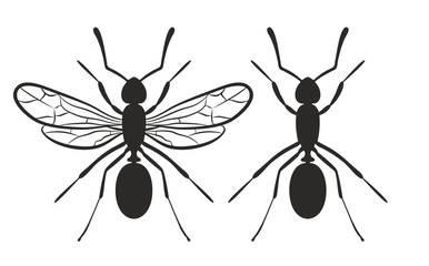 Ant