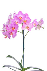 Fototapeta na wymiar Orchid with leaves