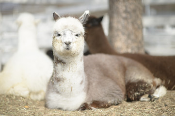 Very cute alpaca