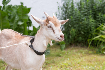 Goat at farm