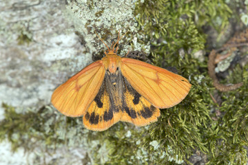 The clouded buff, Diacrisia sannio resting on wood