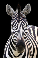 Fototapeta na wymiar Zebra isolated on black