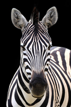 Fototapeta Zebra isolated on black