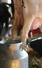 aluminum bucket to collect the milk in the barn with a cow in th