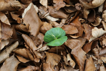 European beech seedling, Fagus sylvatica