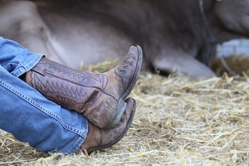 tired cowboy in the barn of the farm and a cow in the background
