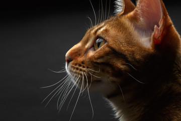 closeup bengal cat profile view