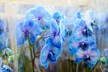 Blue orchid close-up in store