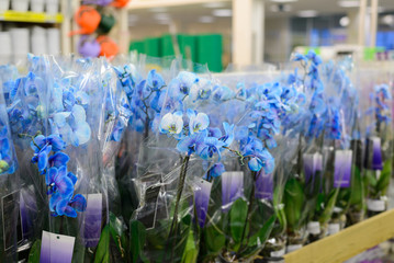 Blue orchid close-up in store