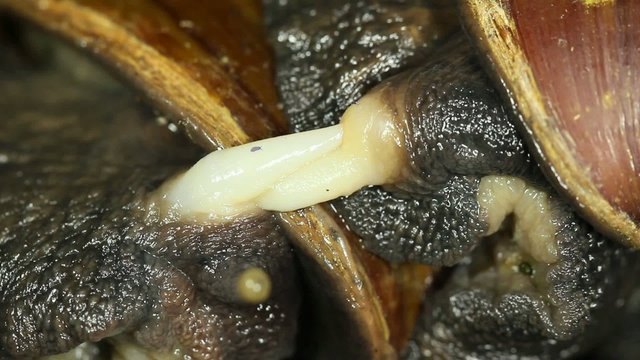 African Giant Snail (Achatina fulica), mating