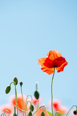 Obraz premium Mohn II