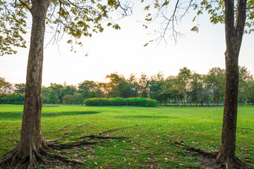 Obraz premium Green lawn in city park under sunny light