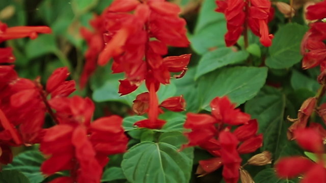 red flowers on garden bed