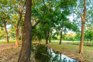 Fototapeta premium Summertime in evening with sunlight background