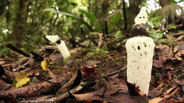 Strangled Stinkhorn (Staheliomyces cinctus), Ecuador