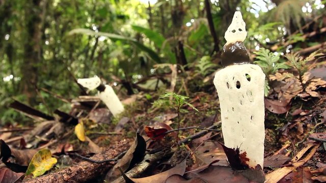 Strangled Stinkhorn (Staheliomyces cinctus), Ecuador