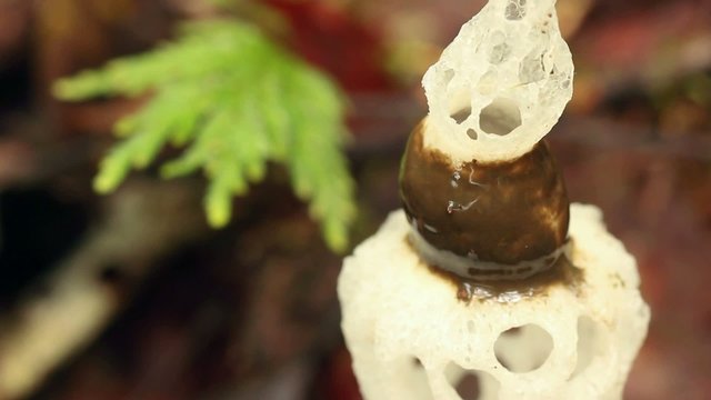 Strangled Stinkhorn (Staheliomyces cinctus), Ecuador
