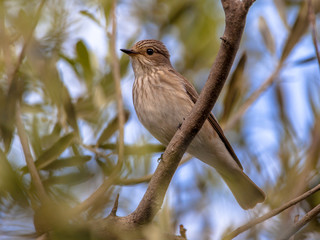 Spooted Flycather  in an olive tree