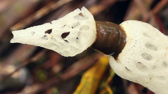 Strangled Stinkhorn (Staheliomyces cinctus), Ecuador
