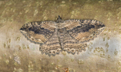 Dark umber, Philereme transversata camouflaged on wood