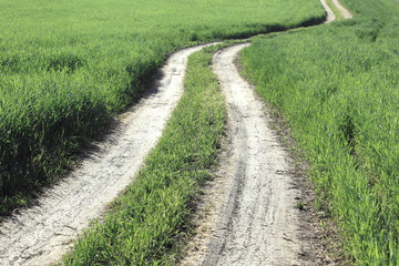 Field winding road through the green meadow