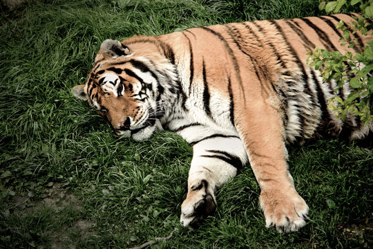 Lying Tiger