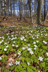 Obraz premium Anemone nemorosa
