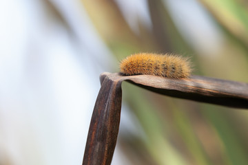 Zimtbär Raupe - Phragmatobia fuliginosa