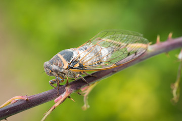 close-up macro shot of brown cicada on a branch