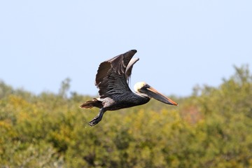 Brown Pelican In Flight