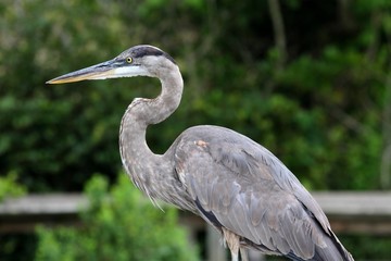 Fototapeta premium Great Blue Heron (Ardea Herodias)