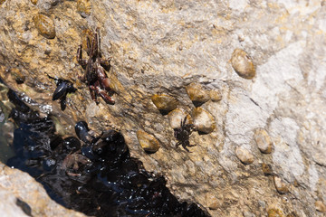 Little Crab on th rock