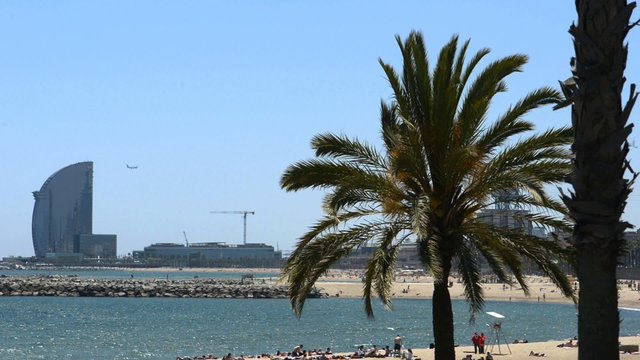 palm tree on the beach of Barcelona