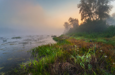 Mysterious morning time in swamp area